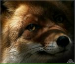 Алла Логашенко фотография #27 (источник - https://vk.com/id2165940)