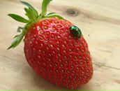 Фотография Суворова Сергея