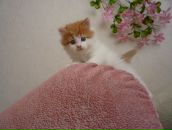 Фотография Яценко Катерины