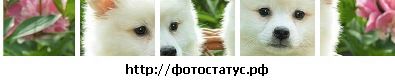 Танічка Штефан фотография #39 (источник - https://vk.com/id54599214)
