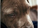 Tayson Pitbul=jermani фотография #10 (источник - https://vk.com/id70604395)