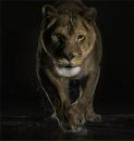 Rock`n` King фотография #9 (источник - https://vk.com/id119622387)
