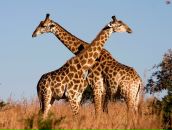 Фотография Татаровой Дарьи