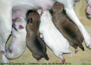 Фотография Абдуллиной Елены