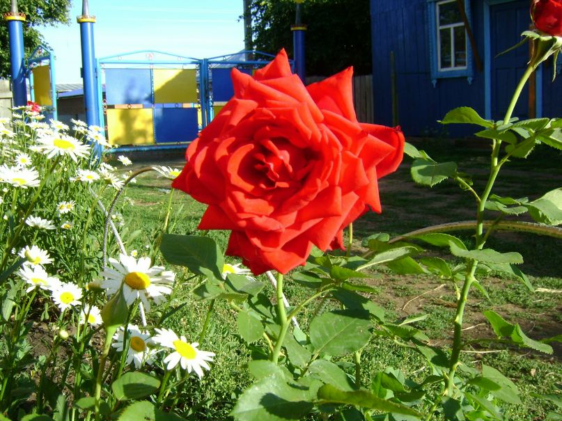 Чачка Тимербаева фотография #17