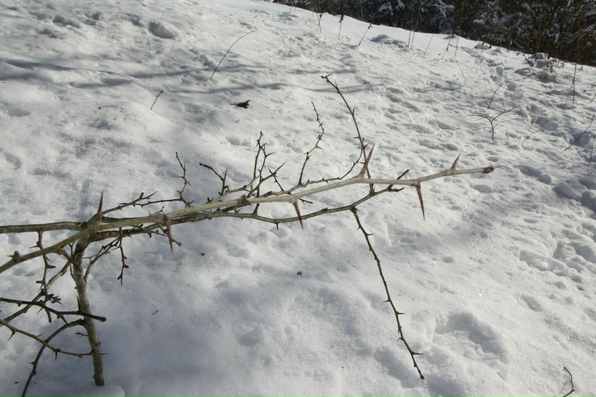 Дмитрий Нестеров фотография #49