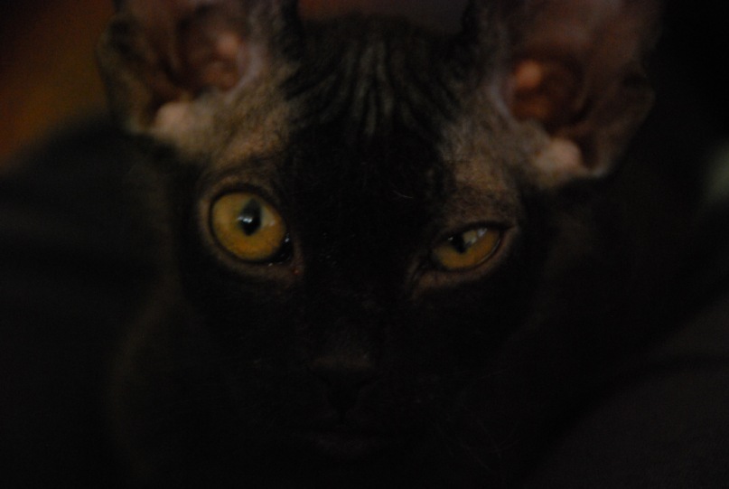 Даниил Стариченко фотография #46