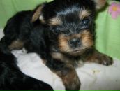 Фотография Голубцовой Алены