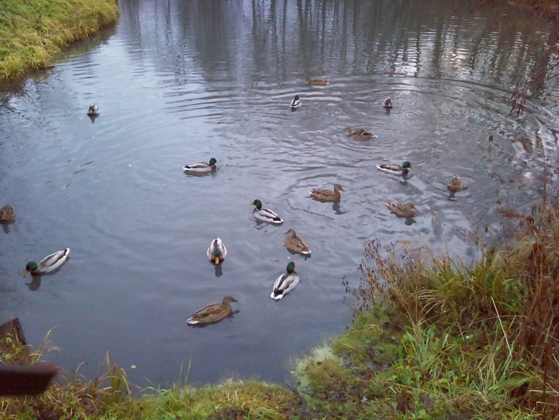 Игорь Владимирович фотография #40