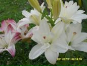 Фотография Бересневой Екатерины