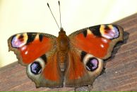 Фотография Ивановой Марины