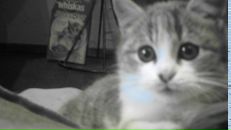 Mr Norbert фотография #18 (источник - https://vk.com/id67877367)