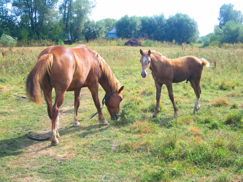 Ольга Гребенникова фотография #5