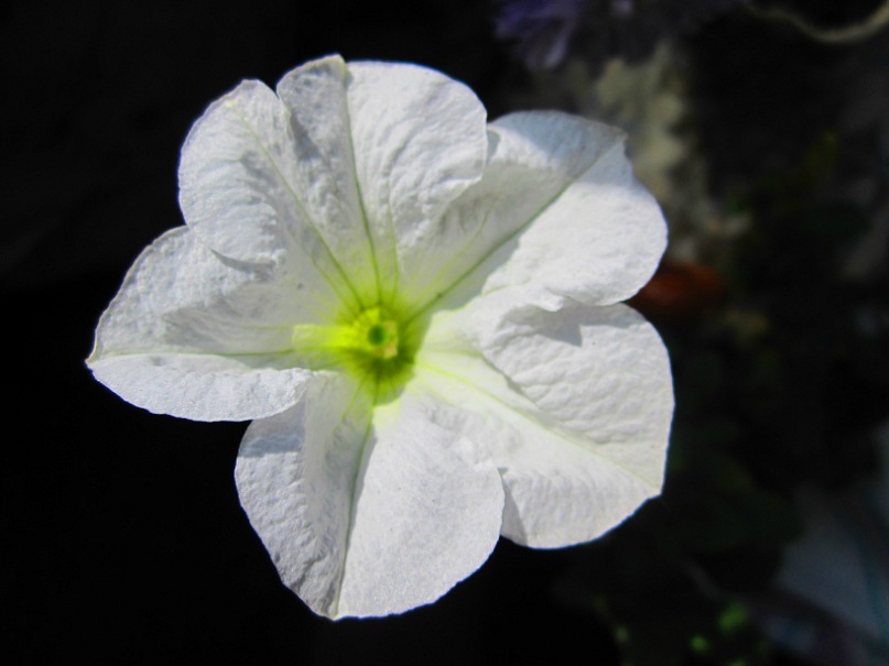 Ольга Гребенникова фотография #35