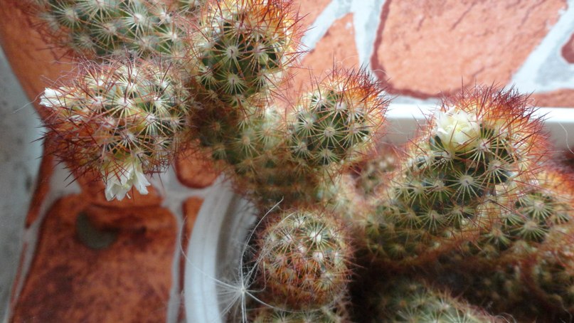 Константин Павлов фотография #8