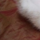 Ілья Янкiвський фотография #45 (источник - https://vk.com/id144611634)