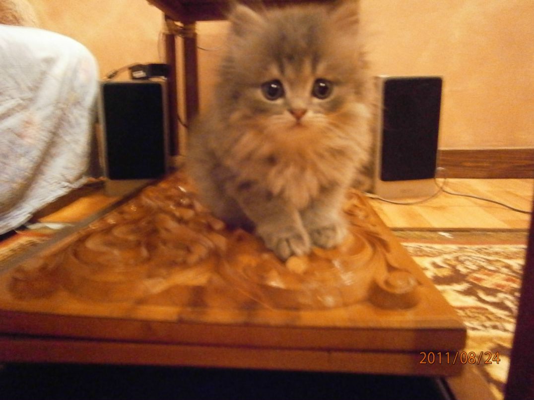 Дмитрий Фёдоров фотография #2