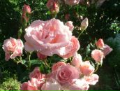 Фотография Тиссен Алины