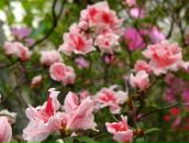 Alexey Dushen фотография #36 (источник - https://vk.com/id670180)