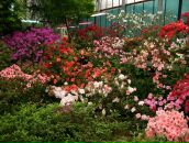 Alexey Dushen фотография #28 (источник - https://vk.com/id670180)