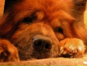 Фотография Никифоровой Алены