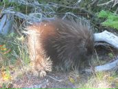 Фотография Дорошина Антона