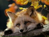 Фотография Колесниковой Ксении