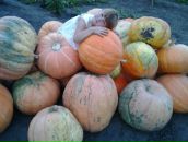 Марта Інкало фотография #33 (источник - https://vk.com/id169402004)