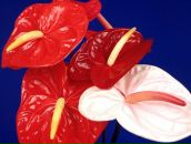 Наташа Ларькіна фотография #26 (источник - https://vk.com/id131911756)