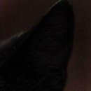 Viki @@@@@@@@@ фотография #32 (источник - https://vk.com/id141663195)