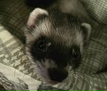 Фотография Листопадова Ильи