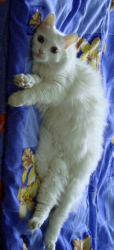 Лена Брылева фотография #27