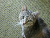 Фотография Котельниковой Алсу