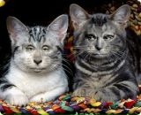 Hello Iren фотография #35 (источник - https://vk.com/id1075854)