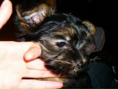 Фотография Пингвинян Полины