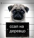 Фотография Шумейко Ивана