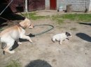 Тіамо Лабрадор фотография #49 (источник - https://vk.com/id47446151)