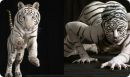 Фотография Иксановой Елены
