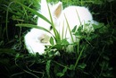 Іра Новицька фотография #24 (источник - https://vk.com/id15866555)