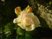 Ірина Бойко фотография #20 (источник - https://vk.com/id17100598)