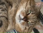 Фотография Koistinen Valentina