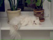 Фотография Куликовой Юлии