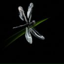 Фотография Zhidkova Olesya