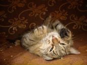 Фотография Гараевой Алины