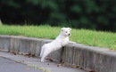 晓娇 鲁 фотография #1
