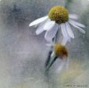 Фотография Рогожниковой Юлии