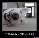 Фотография Олейникова Антона