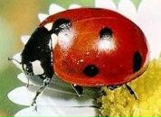 Фотография Инякиной Олеси