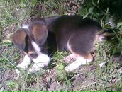 Святозар Іваськів фотография #38 (источник - https://vk.com/id13671395)