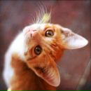 Фотография Глинской Милы